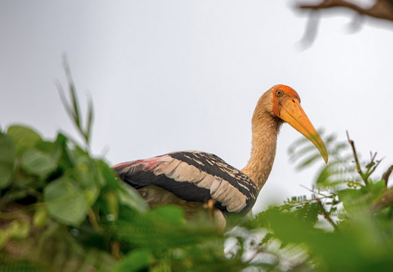 Kumarakom Birds Sanctuary images
